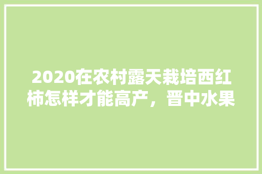 2020在农村露天栽培西红柿怎样才能高产，晋中水果番茄种植基地在哪里。 蔬菜种植