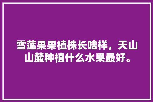 雪莲果果植株长啥样，天山山麓种植什么水果最好。 水果种植