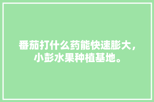 番茄打什么药能快速膨大，小彭水果种植基地。 家禽养殖