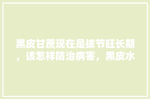 黑皮甘蔗现在是拔节旺长期，该怎样防治病害，黑皮水果甘蔗种植技术视频。 土壤施肥