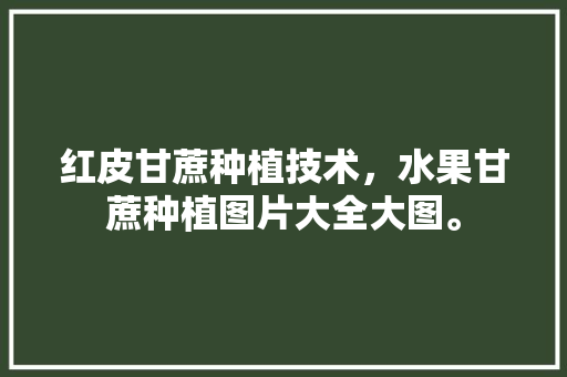 红皮甘蔗种植技术，水果甘蔗种植图片大全大图。 畜牧养殖