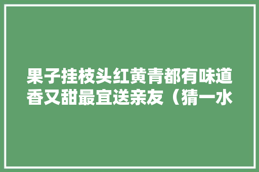 果子挂枝头红黄青都有味道香又甜最宜送亲友（猜一水果），重庆龙珠水果番茄种植基地。 土壤施肥