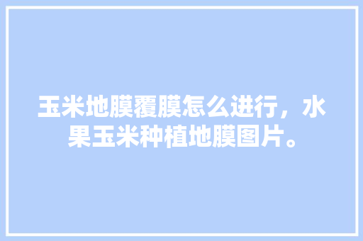 玉米地膜覆膜怎么进行，水果玉米种植地膜图片。 水果种植