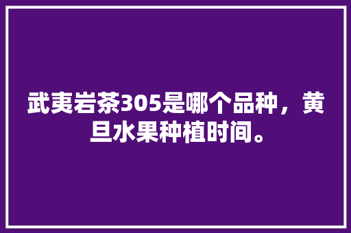 武夷岩茶305是哪个品种，黄旦水果种植时间。 水果种植