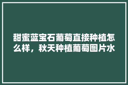 甜蜜蓝宝石葡萄直接种植怎么样，秋天种植葡萄图片水果大全。 土壤施肥