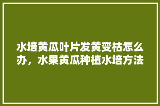 水培黄瓜叶片发黄变枯怎么办，水果黄瓜种植水培方法视频。 家禽养殖