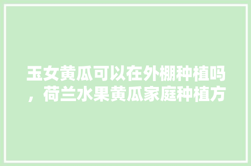 玉女黄瓜可以在外棚种植吗，荷兰水果黄瓜家庭种植方法。 畜牧养殖