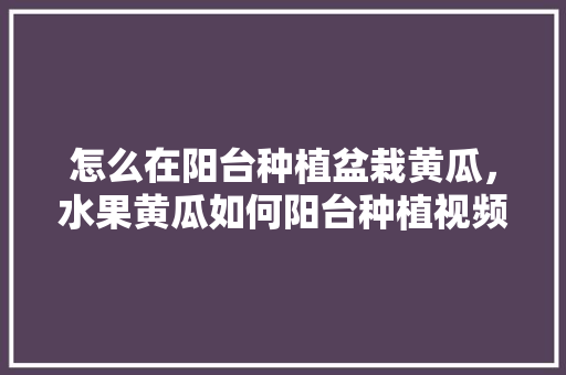 怎么在阳台种植盆栽黄瓜，水果黄瓜如何阳台种植视频。 畜牧养殖