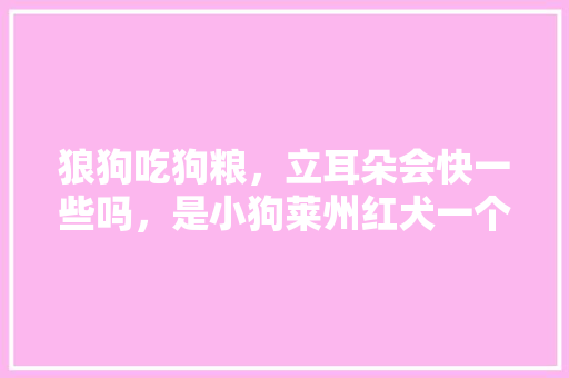 狼狗吃狗粮，立耳朵会快一些吗，是小狗莱州红犬一个月零几天，莱州大棚水果种植基地。 水果种植