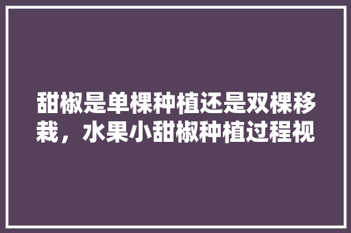 甜椒是单棵种植还是双棵移栽，水果小甜椒种植过程视频。 畜牧养殖