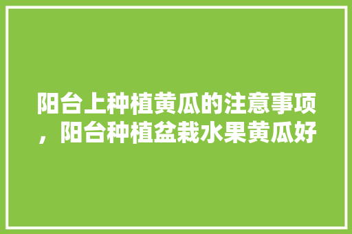 阳台上种植黄瓜的注意事项，阳台种植盆栽水果黄瓜好吗。 家禽养殖