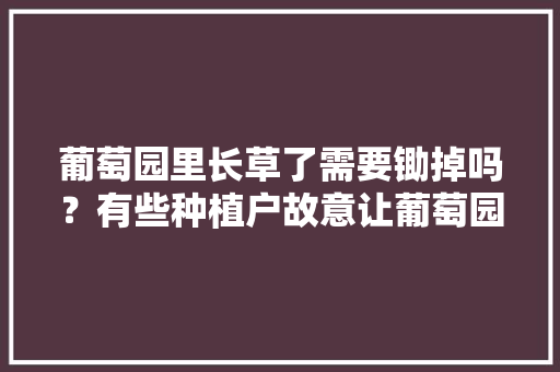 葡萄园里长草了需要锄掉吗？有些种植户故意让葡萄园生草是为什么，水果香鼠尾草怎么种植视频。 畜牧养殖