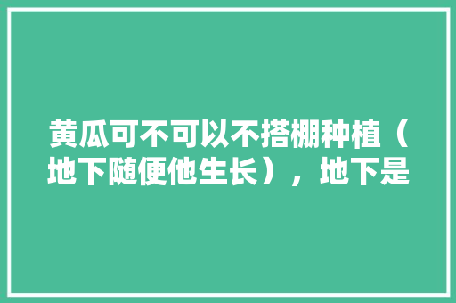 黄瓜可不可以不搭棚种植（地下随便他生长），地下是水泥地（家里的楼顶），楼顶种黄瓜怎么种。 畜牧养殖