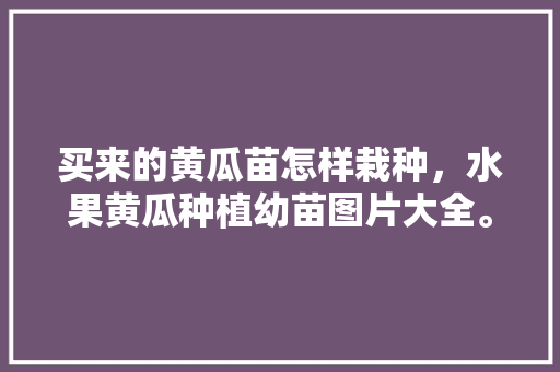 买来的黄瓜苗怎样栽种，水果黄瓜种植幼苗图片大全。 土壤施肥