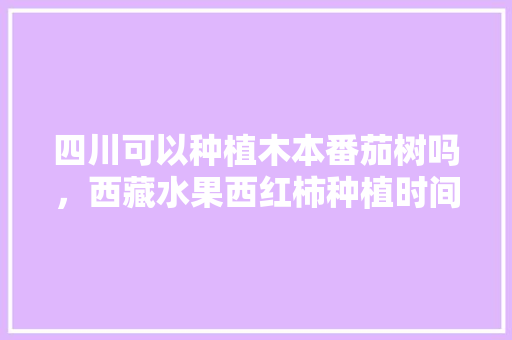 四川可以种植木本番茄树吗，西藏水果西红柿种植时间表。 四川可以种植木本番茄树吗，西藏水果西红柿种植时间表。 土壤施肥