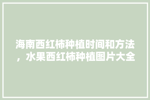 海南西红柿种植时间和方法，水果西红柿种植图片大全。 水果种植