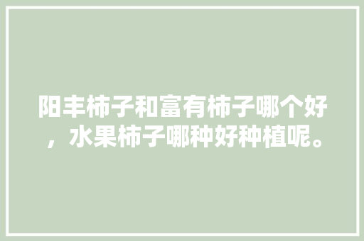 阳丰柿子和富有柿子哪个好，水果柿子哪种好种植呢。 水果种植