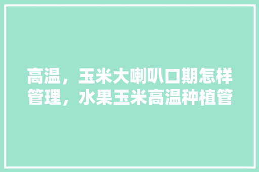 高温，玉米大喇叭口期怎样管理，水果玉米高温种植管理方法。 水果种植