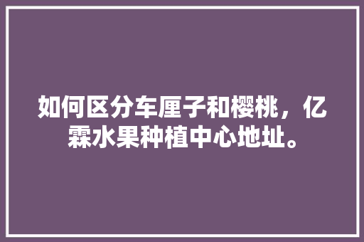 如何区分车厘子和樱桃，亿霖水果种植中心地址。 水果种植