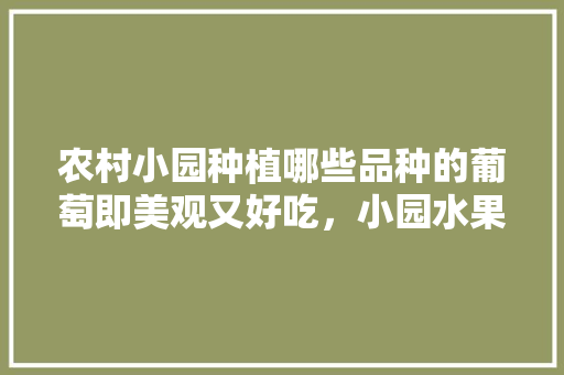 农村小园种植哪些品种的葡萄即美观又好吃，小园水果种植方法。 畜牧养殖