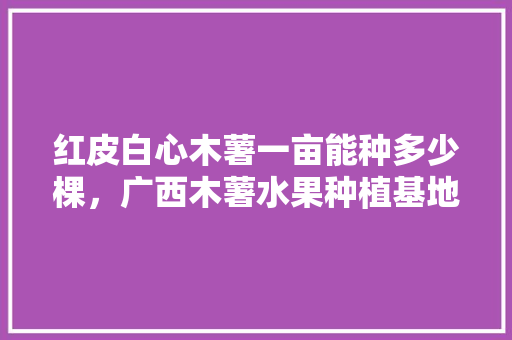 红皮白心木薯一亩能种多少棵，广西木薯水果种植基地。 蔬菜种植