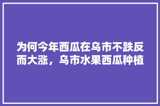 为何今年西瓜在乌市不跌反而大涨，乌市水果西瓜种植基地在哪里。 为何今年西瓜在乌市不跌反而大涨，乌市水果西瓜种植基地在哪里。 土壤施肥