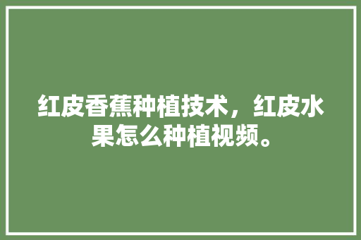 红皮香蕉种植技术，红皮水果怎么种植视频。 红皮香蕉种植技术，红皮水果怎么种植视频。 水果种植