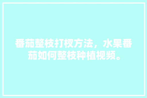 番茄整枝打杈方法，水果番茄如何整枝种植视频。 番茄整枝打杈方法，水果番茄如何整枝种植视频。 蔬菜种植