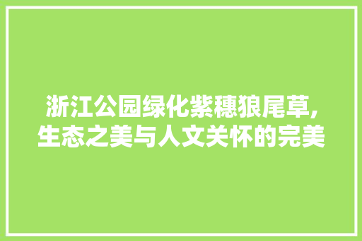 浙江公园绿化紫穗狼尾草,生态之美与人文关怀的完美融合