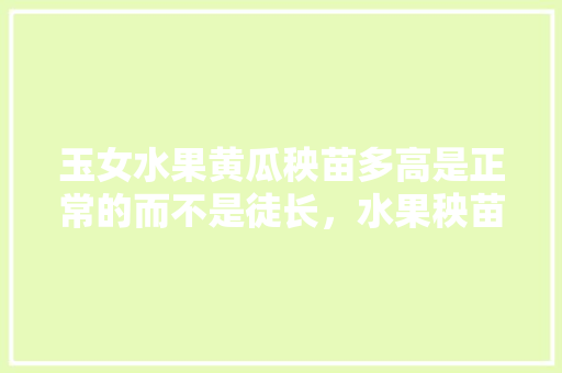 玉女水果黄瓜秧苗多高是正常的而不是徒长，水果秧苗怎么种植视频。 蔬菜种植