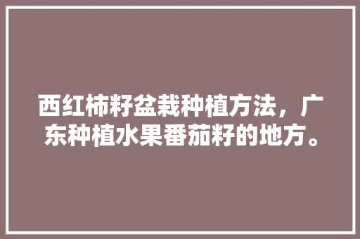 西红柿籽盆栽种植方法，广东种植水果番茄籽的地方。