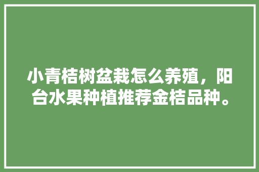 小青桔树盆栽怎么养殖，阳台水果种植推荐金桔品种。