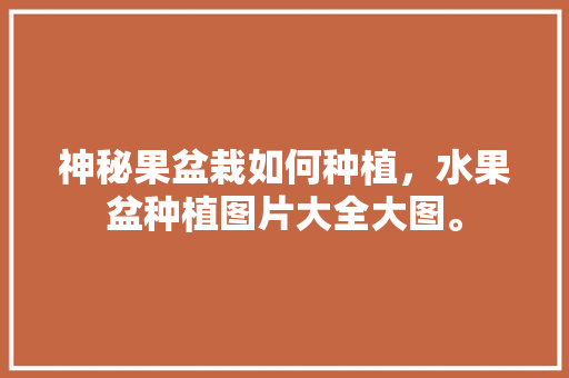 神秘果盆栽如何种植，水果盆种植图片大全大图。