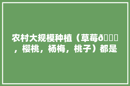 农村大规模种植（草莓🍓，樱桃，杨梅，桃子）都是应季水果，怎么做到深加工快速消费，草莓室内种植水果方法视频。