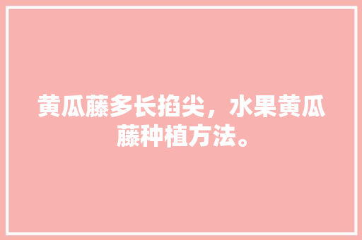 黄瓜藤多长掐尖，水果黄瓜藤种植方法。