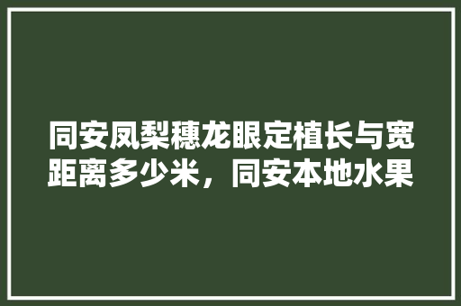 同安凤梨穗龙眼定植长与宽距离多少米，同安本地水果龙眼种植基地。