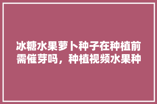 冰糖水果萝卜种子在种植前需催芽吗，种植视频水果种子教程。