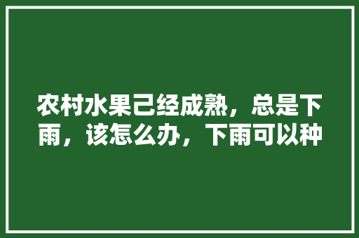 农村水果己经成熟，总是下雨，该怎么办，下雨可以种果树吗。 家禽养殖