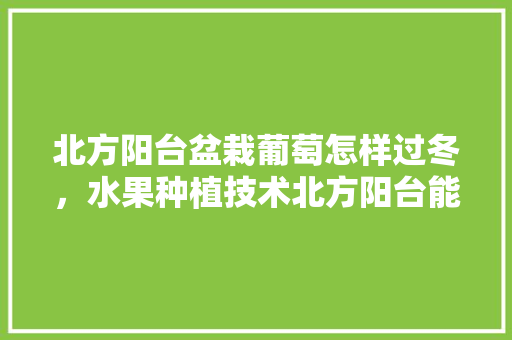 北方阳台盆栽葡萄怎样过冬，水果种植技术北方阳台能种吗。 水果种植