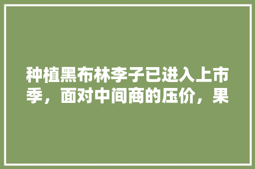 种植黑布林李子已进入上市季，面对中间商的压价，果农如何应对才能摆脱李子滞销困境，黑布林水果种植想要怎么样。