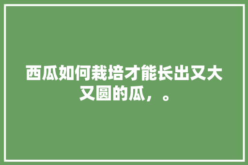 西瓜如何栽培才能长出又大又圆的瓜，。 西瓜如何栽培才能长出又大又圆的瓜，。 土壤施肥