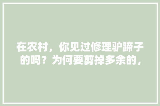 在农村，你见过修理驴蹄子的吗？为何要剪掉多余的，盘锦水果马蹄种植基地在哪。 在农村，你见过修理驴蹄子的吗？为何要剪掉多余的，盘锦水果马蹄种植基地在哪。 蔬菜种植