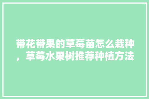 带花带果的草莓苗怎么栽种，草莓水果树推荐种植方法。