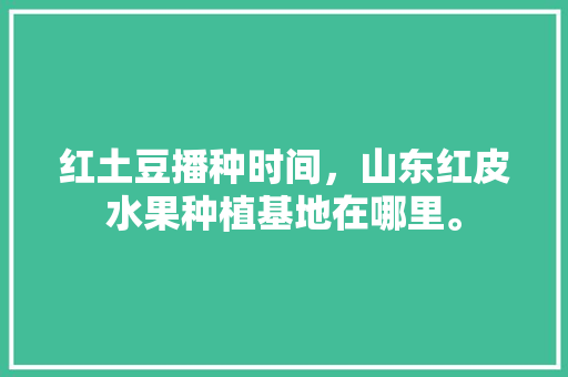 红土豆播种时间，山东红皮水果种植基地在哪里。