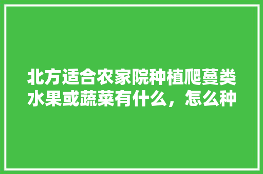 北方适合农家院种植爬蔓类水果或蔬菜有什么，怎么种植奇葩水果蔬菜呢。