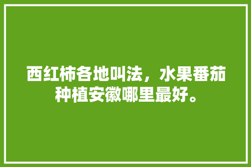 西红柿各地叫法，水果番茄种植安徽哪里最好。