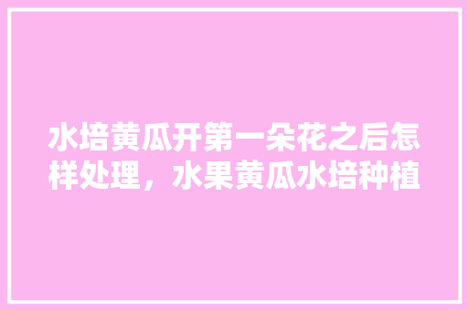 水培黄瓜开第一朵花之后怎样处理，水果黄瓜水培种植方法视频。