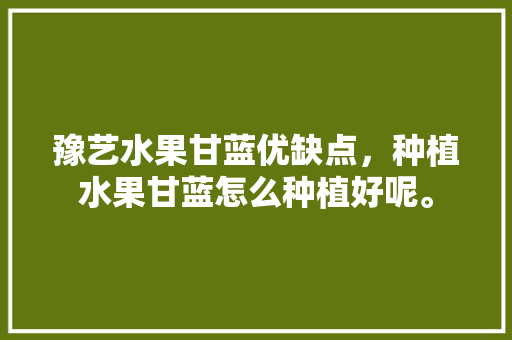 豫艺水果甘蓝优缺点，种植水果甘蓝怎么种植好呢。