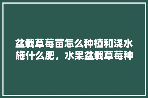 盆栽草莓苗怎么种植和浇水施什么肥，水果盆栽草莓种植方法。