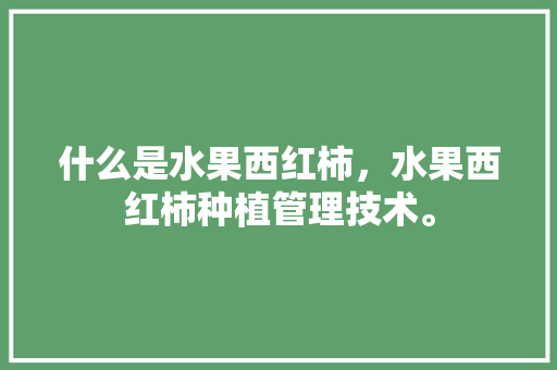 什么是水果西红柿，水果西红柿种植管理技术。